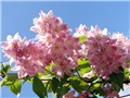 Deutzia  